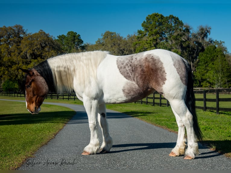 Cob Irlandese / Tinker / Gypsy Vanner Mix Giumenta 5 Anni 147 cm in Ocala, FL