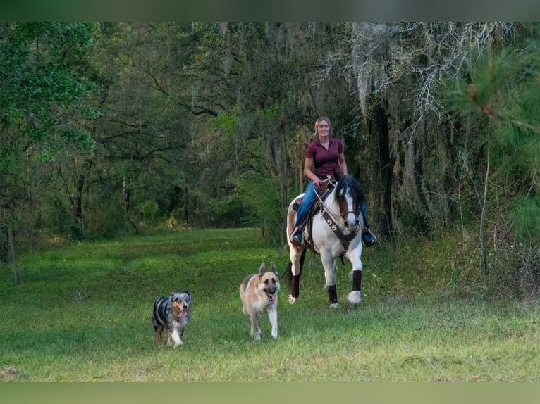 Cob Irlandese / Tinker / Gypsy Vanner Mix Giumenta 5 Anni 147 cm in Ocala, FL