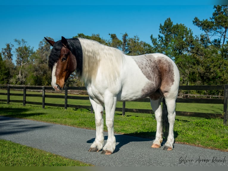 Cob Irlandese / Tinker / Gypsy Vanner Mix Giumenta 5 Anni 147 cm in Ocala, FL