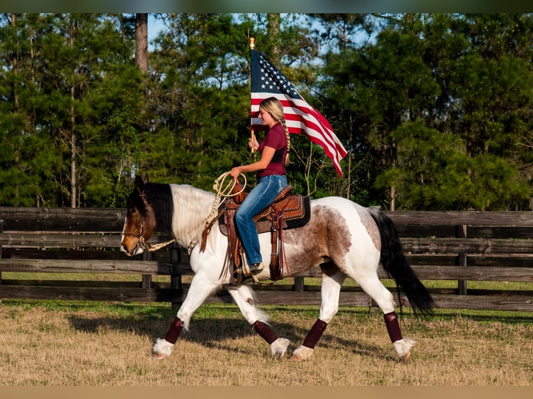 Cob Irlandese / Tinker / Gypsy Vanner Mix Giumenta 5 Anni 147 cm in Ocala, FL