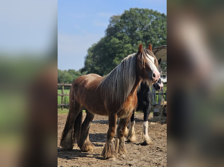 Cob Irlandese / Tinker / Gypsy Vanner Giumenta 5 Anni 147 cm Sauro in Zenderen