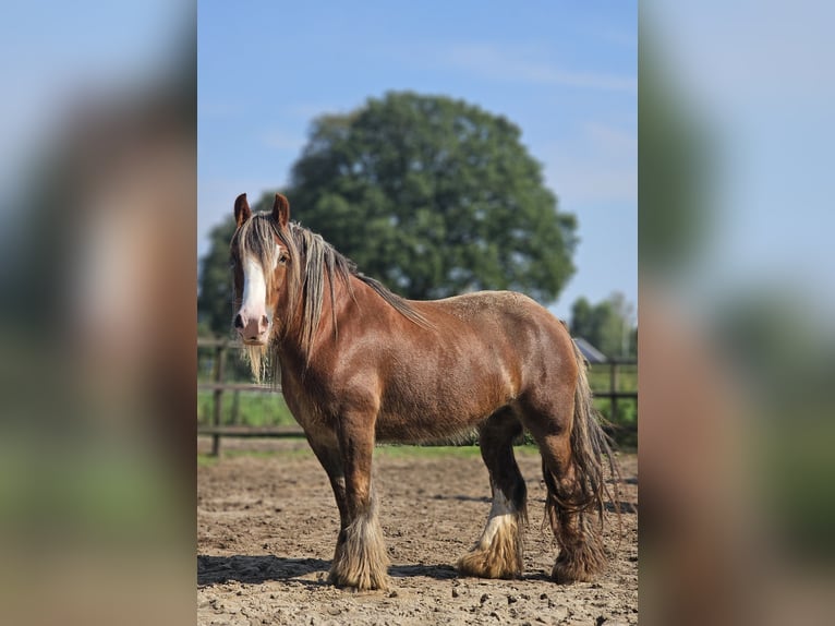 Cob Irlandese / Tinker / Gypsy Vanner Giumenta 5 Anni 147 cm Sauro in Zenderen