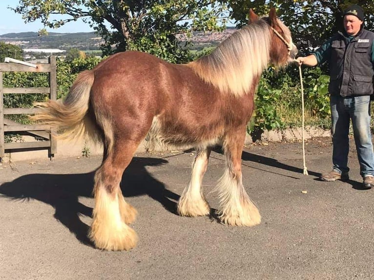 Cob Irlandese / Tinker / Gypsy Vanner Giumenta 5 Anni 147 cm Sauro in Zenderen