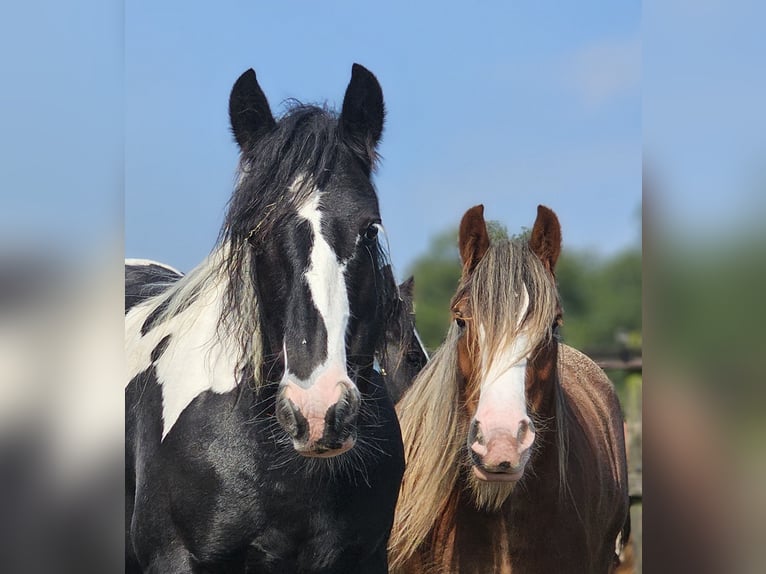 Cob Irlandese / Tinker / Gypsy Vanner Giumenta 5 Anni 147 cm Sauro in Zenderen