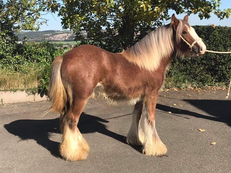 Cob Irlandese / Tinker / Gypsy Vanner Giumenta 5 Anni 147 cm Sauro in Zenderen