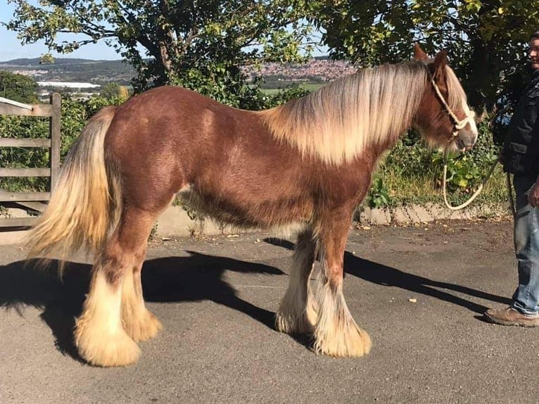 Cob Irlandese / Tinker / Gypsy Vanner Giumenta 5 Anni 147 cm Sauro in Zenderen