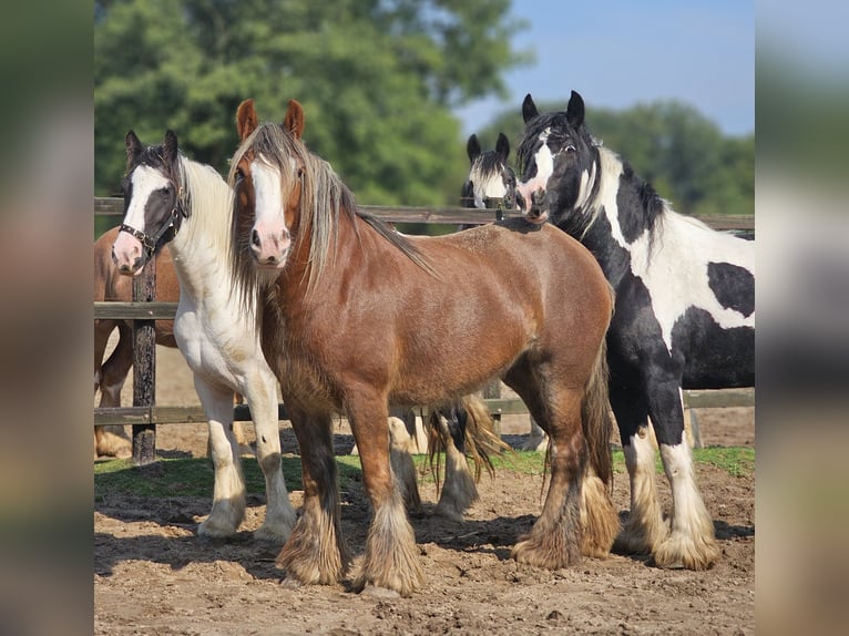 Cob Irlandese / Tinker / Gypsy Vanner Giumenta 5 Anni 147 cm Sauro in Zenderen