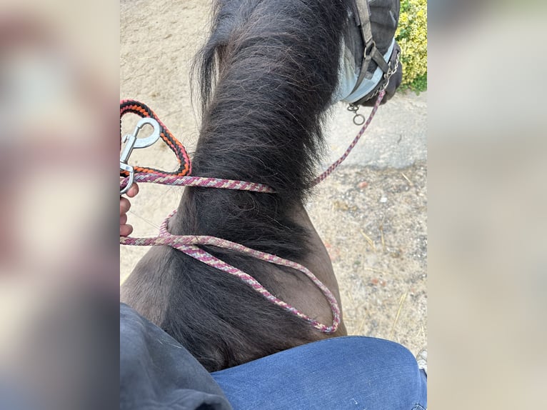 Cob Irlandese / Tinker / Gypsy Vanner Mix Giumenta 5 Anni 149 cm Falbo in Alfeld (Leine)