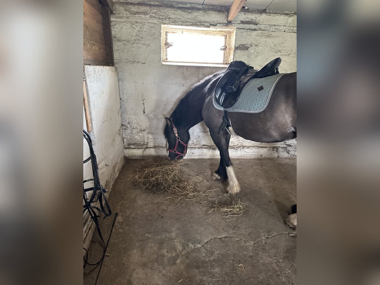 Cob Irlandese / Tinker / Gypsy Vanner Mix Giumenta 5 Anni 149 cm Falbo in Alfeld (Leine)