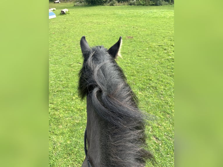 Cob Irlandese / Tinker / Gypsy Vanner Mix Giumenta 5 Anni 149 cm Falbo in Alfeld (Leine)