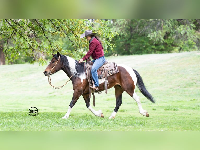 Cob Irlandese / Tinker / Gypsy Vanner Mix Giumenta 5 Anni 150 cm Baio ciliegia in Canyon