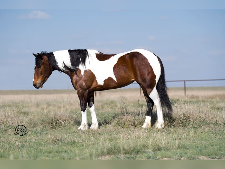 Cob Irlandese / Tinker / Gypsy Vanner Mix Giumenta 5 Anni 150 cm Baio ciliegia in Canyon