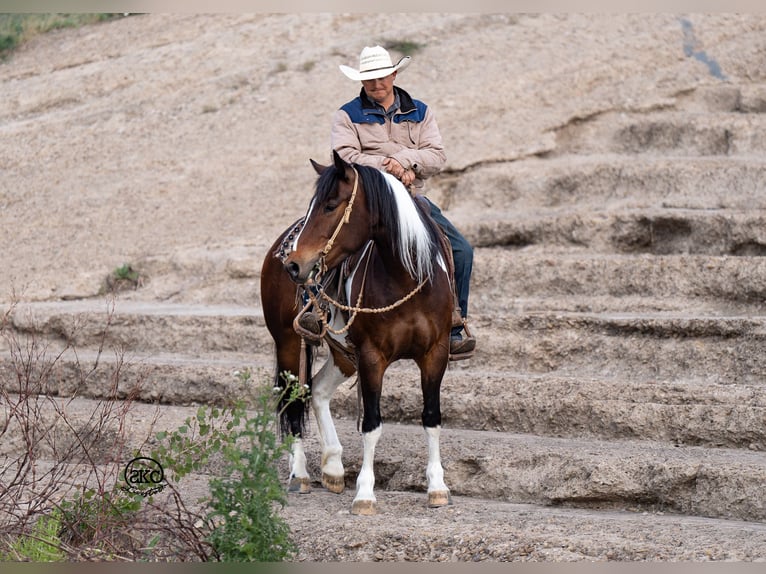 Cob Irlandese / Tinker / Gypsy Vanner Mix Giumenta 5 Anni 150 cm Baio ciliegia in Canyon