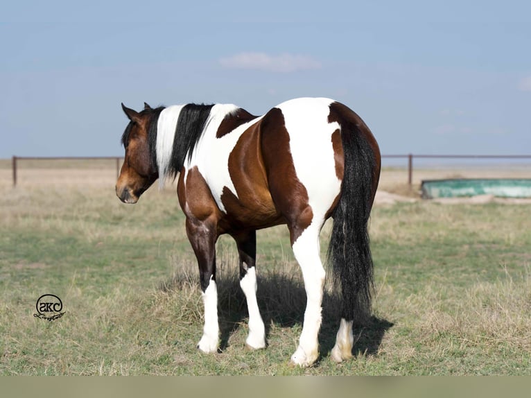 Cob Irlandese / Tinker / Gypsy Vanner Mix Giumenta 5 Anni 150 cm Baio ciliegia in Canyon