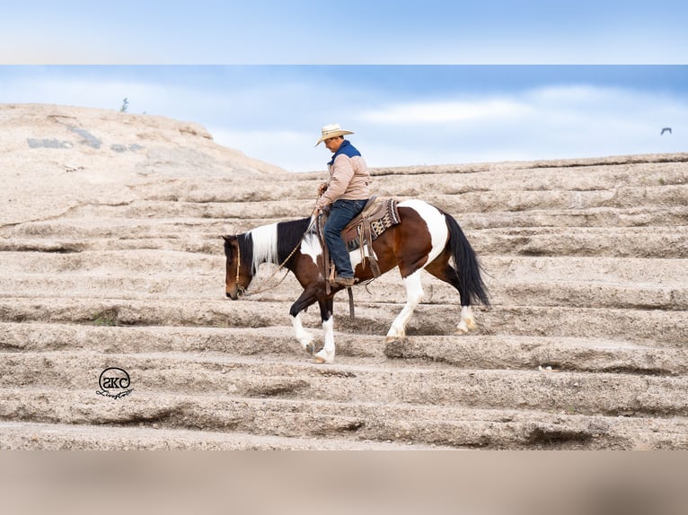 Cob Irlandese / Tinker / Gypsy Vanner Mix Giumenta 5 Anni 150 cm Baio ciliegia in Canyon