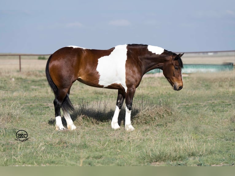 Cob Irlandese / Tinker / Gypsy Vanner Mix Giumenta 5 Anni 150 cm Baio ciliegia in Canyon