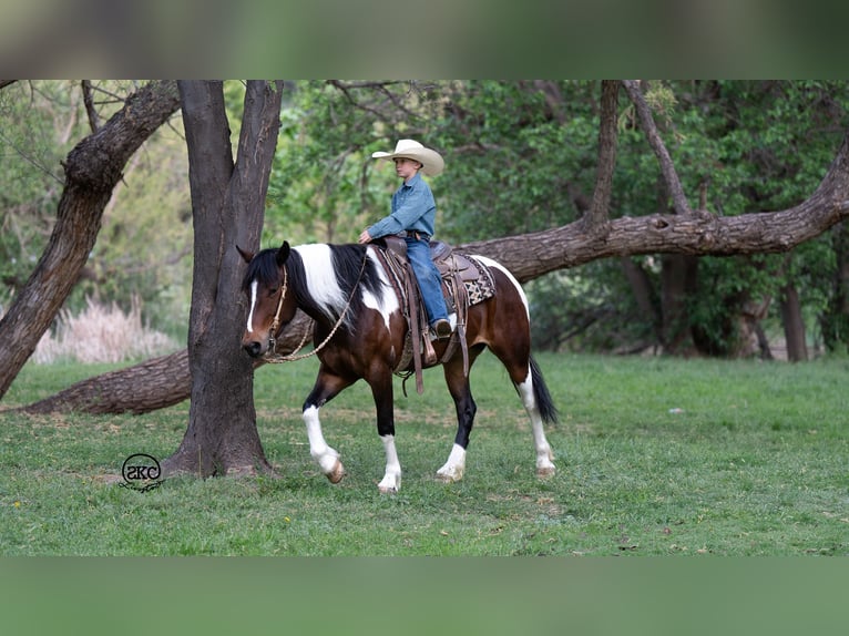 Cob Irlandese / Tinker / Gypsy Vanner Mix Giumenta 5 Anni 150 cm Baio ciliegia in Canyon