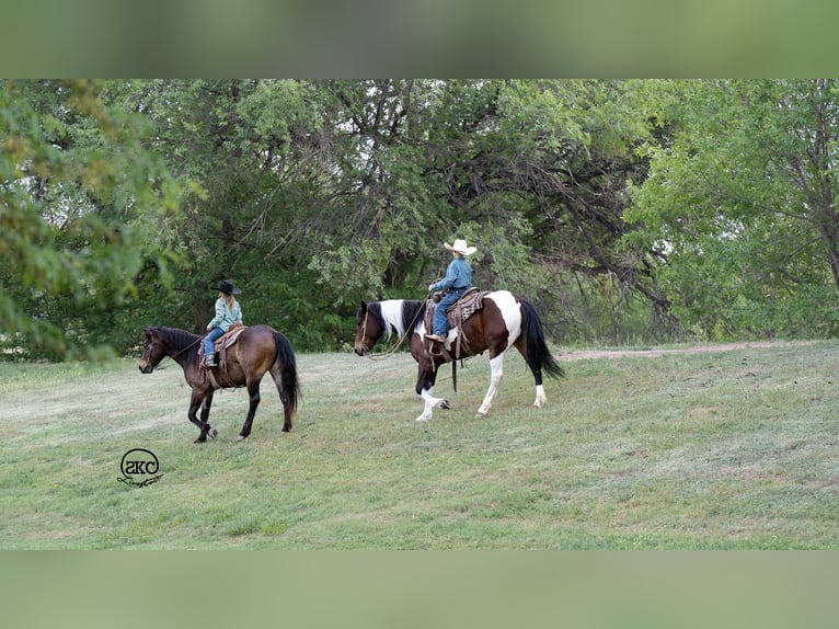 Cob Irlandese / Tinker / Gypsy Vanner Mix Giumenta 5 Anni 150 cm Baio ciliegia in Canyon