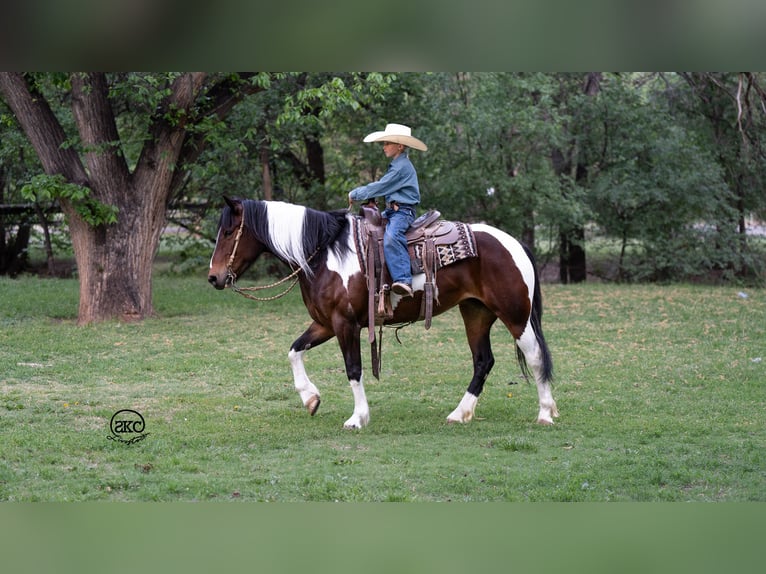 Cob Irlandese / Tinker / Gypsy Vanner Mix Giumenta 5 Anni 150 cm Baio ciliegia in Canyon