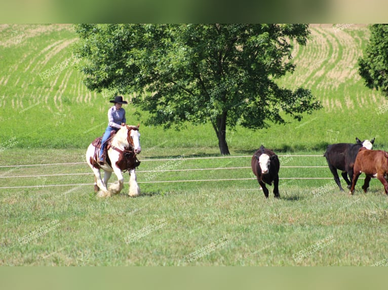 Cob Irlandese / Tinker / Gypsy Vanner Giumenta 5 Anni 150 cm Pezzato in Clarion, PA