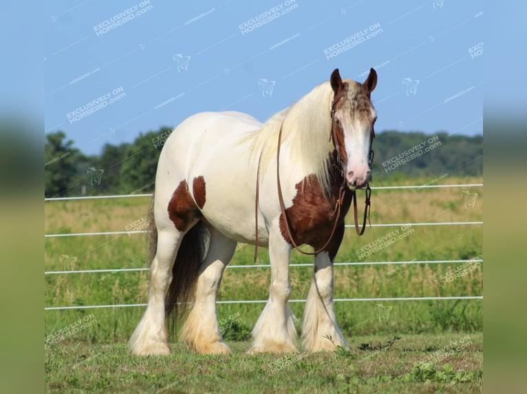 Cob Irlandese / Tinker / Gypsy Vanner Giumenta 5 Anni 150 cm Pezzato in Clarion, PA