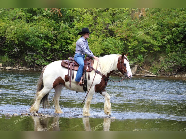 Cob Irlandese / Tinker / Gypsy Vanner Giumenta 5 Anni 150 cm Pezzato in Clarion, PA