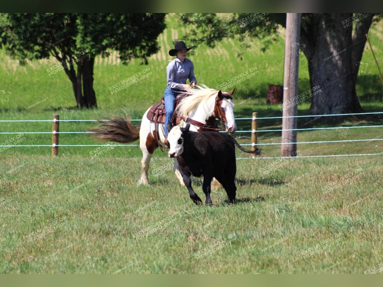 Cob Irlandese / Tinker / Gypsy Vanner Giumenta 5 Anni 150 cm Pezzato in Clarion, PA