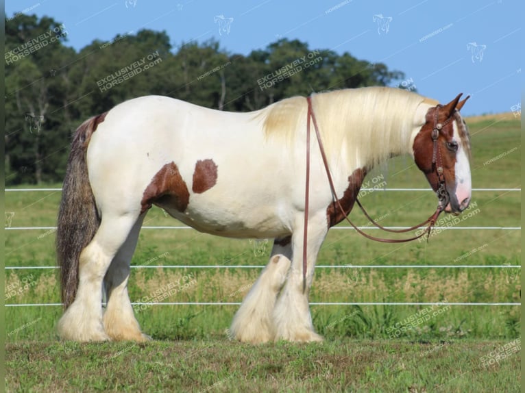 Cob Irlandese / Tinker / Gypsy Vanner Giumenta 5 Anni 150 cm Pezzato in Clarion, PA