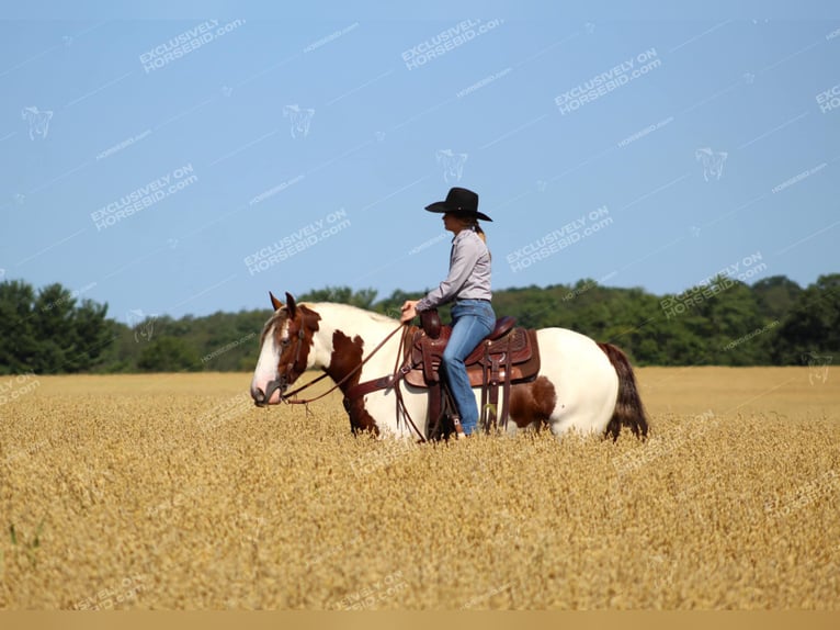 Cob Irlandese / Tinker / Gypsy Vanner Giumenta 5 Anni 150 cm Pezzato in Clarion, PA