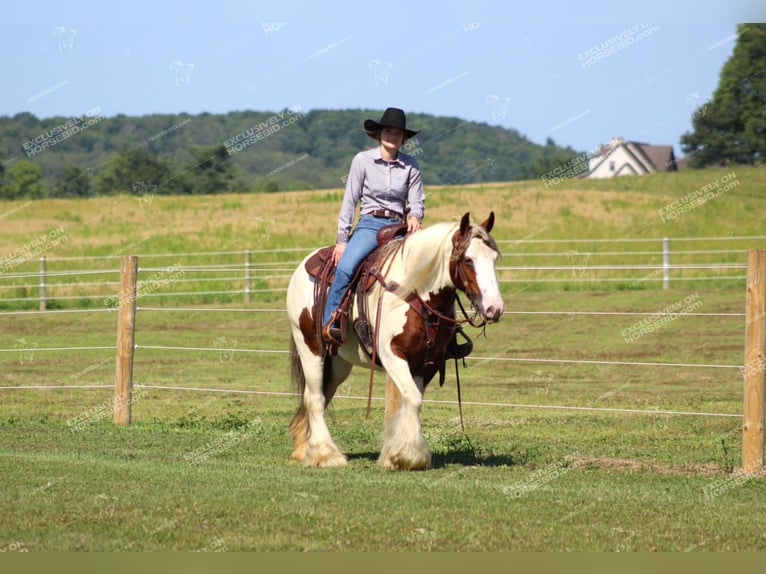 Cob Irlandese / Tinker / Gypsy Vanner Giumenta 5 Anni 150 cm Pezzato in Clarion, PA