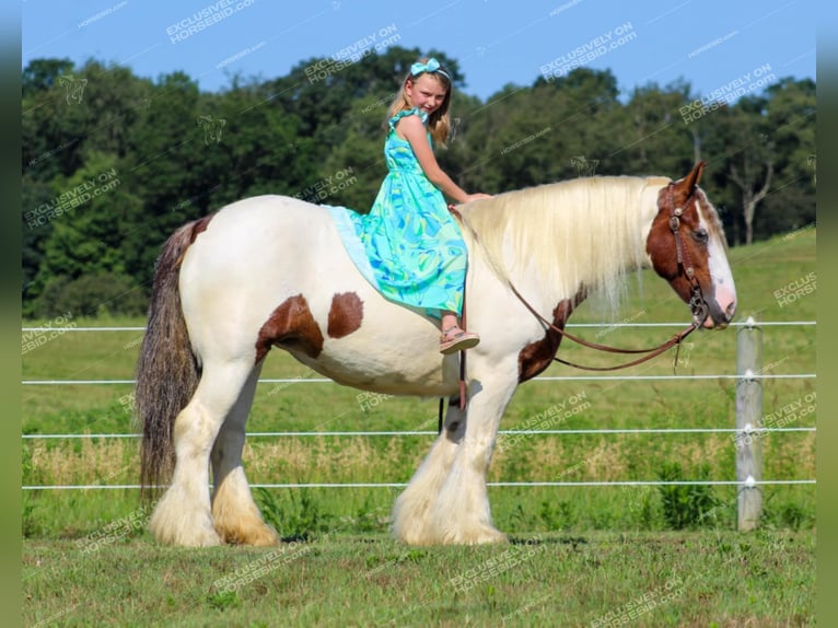 Cob Irlandese / Tinker / Gypsy Vanner Giumenta 5 Anni 150 cm Pezzato in Clarion, PA