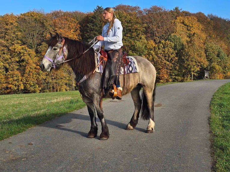 Cob Irlandese / Tinker / Gypsy Vanner Giumenta 5 Anni 152 cm Pelle di daino in Linkenbach