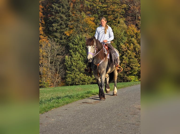 Cob Irlandese / Tinker / Gypsy Vanner Giumenta 5 Anni 152 cm Pelle di daino in Linkenbach