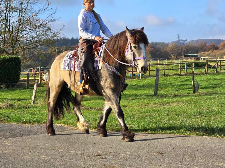 Cob Irlandese / Tinker / Gypsy Vanner Giumenta 5 Anni 152 cm Pelle di daino in Linkenbach