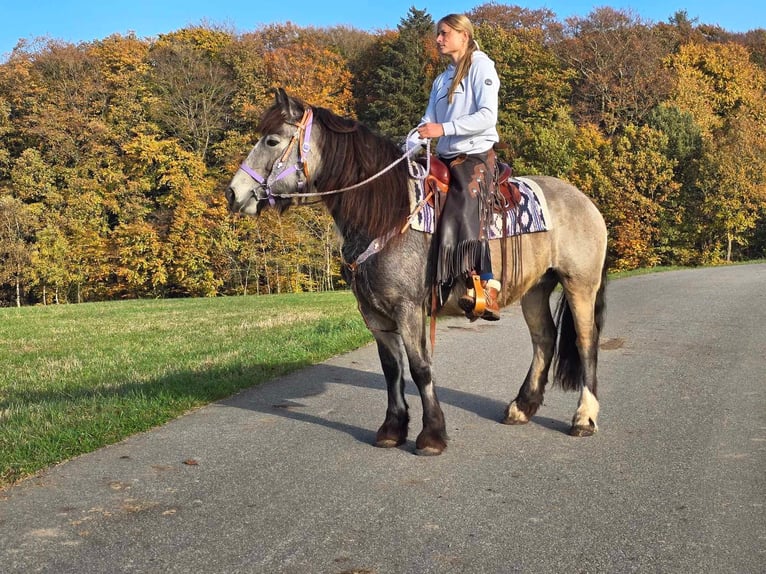 Cob Irlandese / Tinker / Gypsy Vanner Giumenta 5 Anni 152 cm Pelle di daino in Linkenbach