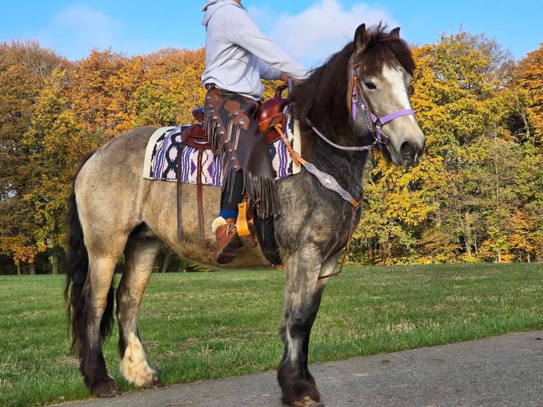 Cob Irlandese / Tinker / Gypsy Vanner Giumenta 5 Anni 152 cm Pelle di daino in Linkenbach