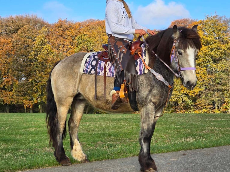 Cob Irlandese / Tinker / Gypsy Vanner Giumenta 5 Anni 152 cm Pelle di daino in Linkenbach