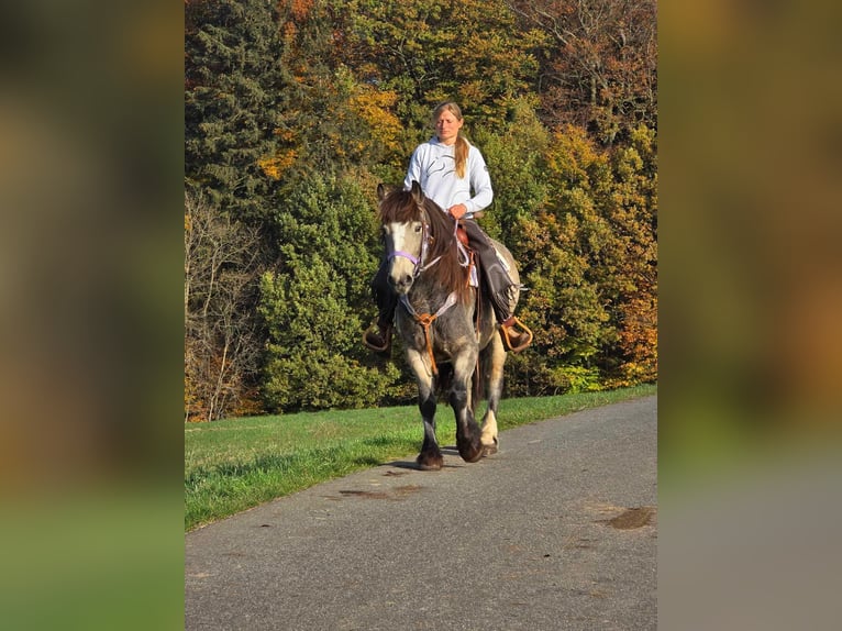 Cob Irlandese / Tinker / Gypsy Vanner Giumenta 5 Anni 152 cm Pelle di daino in Linkenbach