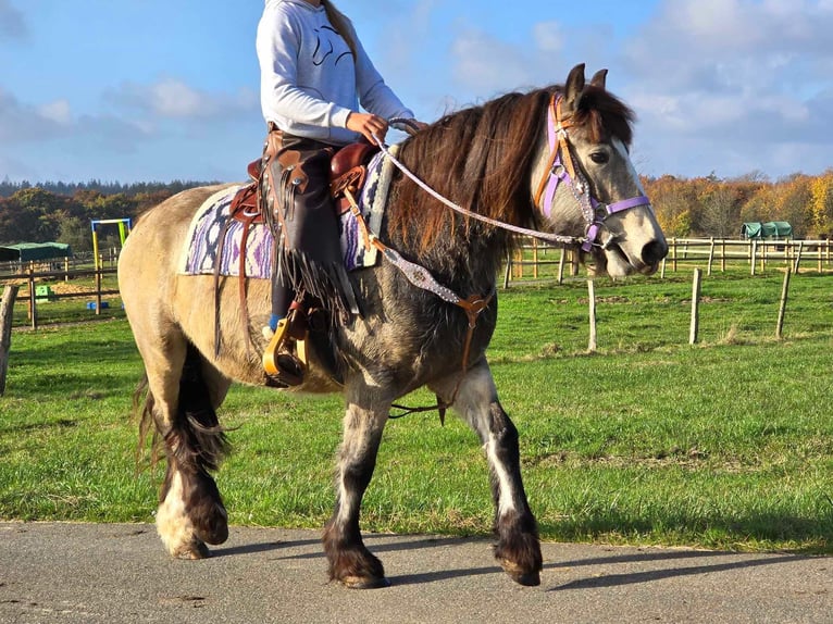 Cob Irlandese / Tinker / Gypsy Vanner Giumenta 5 Anni 152 cm Pelle di daino in Linkenbach