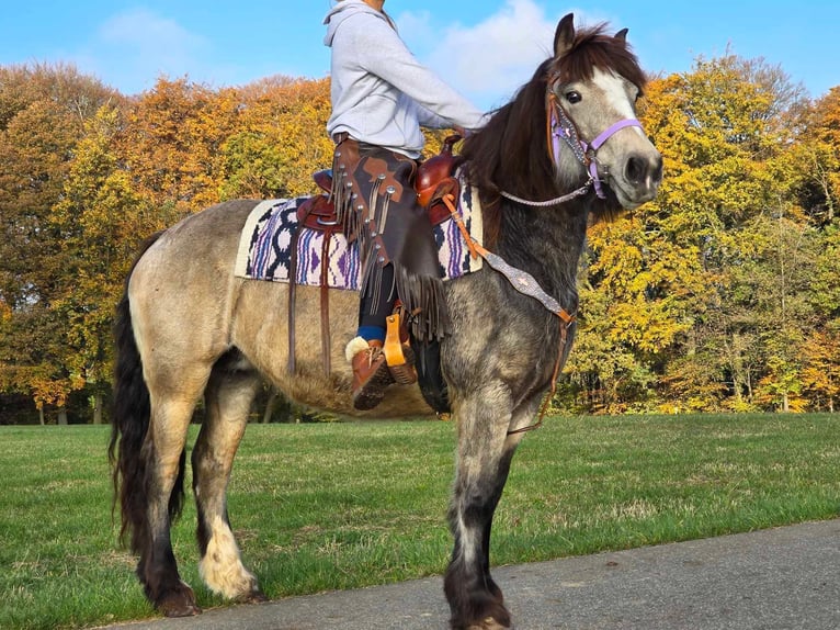 Cob Irlandese / Tinker / Gypsy Vanner Giumenta 5 Anni 152 cm Pelle di daino in Linkenbach