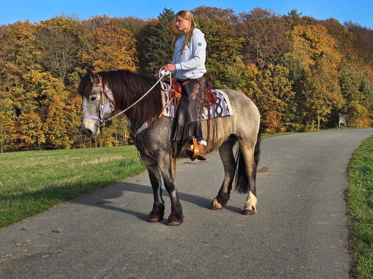 Cob Irlandese / Tinker / Gypsy Vanner Giumenta 5 Anni 152 cm Pelle di daino in Linkenbach