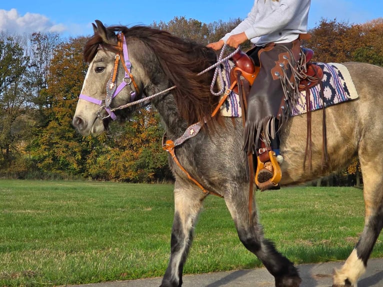 Cob Irlandese / Tinker / Gypsy Vanner Giumenta 5 Anni 152 cm Pelle di daino in Linkenbach