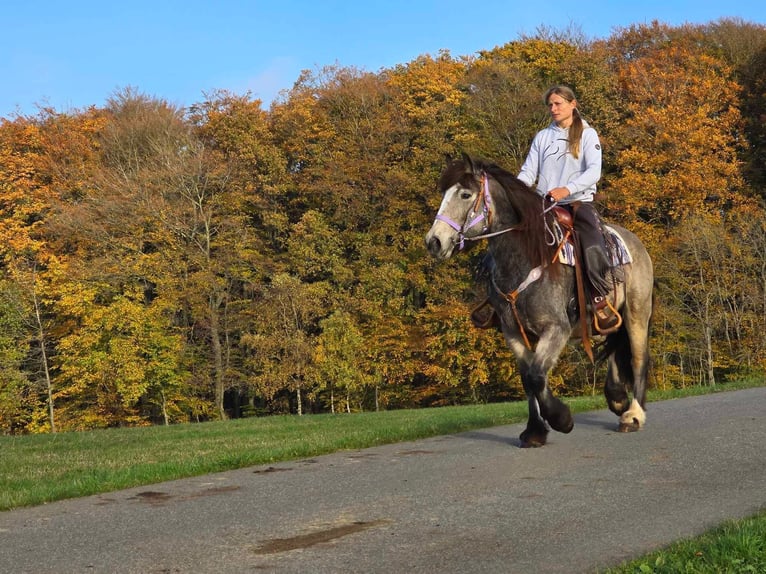 Cob Irlandese / Tinker / Gypsy Vanner Giumenta 5 Anni 152 cm Pelle di daino in Linkenbach