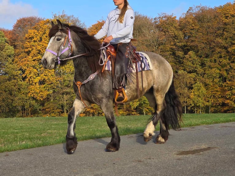 Cob Irlandese / Tinker / Gypsy Vanner Giumenta 5 Anni 152 cm Pelle di daino in Linkenbach