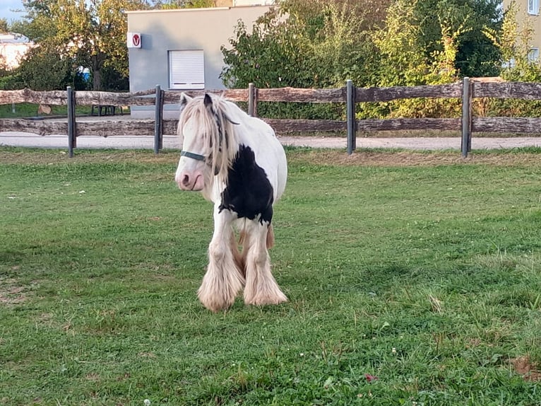 Cob Irlandese / Tinker / Gypsy Vanner Giumenta 6 Anni 127 cm Pezzato in Niederzier