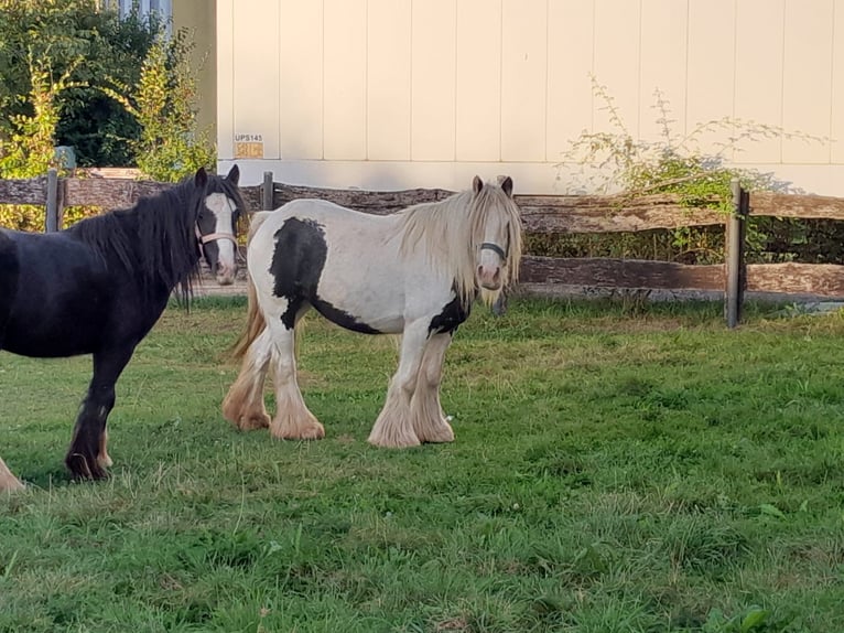 Cob Irlandese / Tinker / Gypsy Vanner Giumenta 6 Anni 127 cm Pezzato in Niederzier