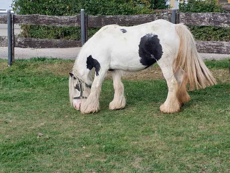 Cob Irlandese / Tinker / Gypsy Vanner Giumenta 6 Anni 127 cm Pezzato in Niederzier