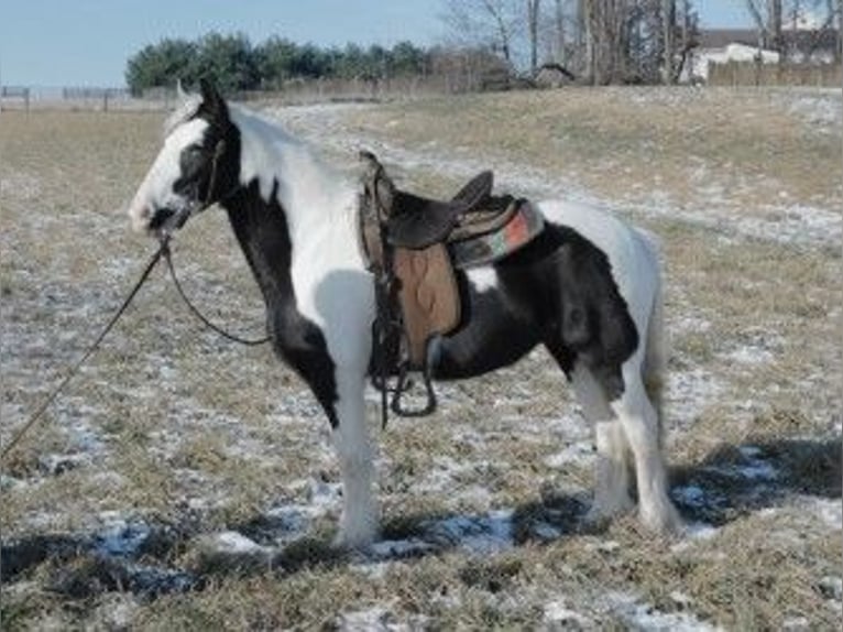 Cob Irlandese / Tinker / Gypsy Vanner Giumenta 6 Anni 130 cm in Apple Creek, OH