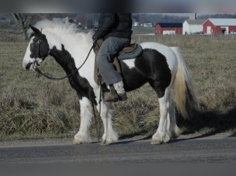 Cob Irlandese / Tinker / Gypsy Vanner Giumenta 6 Anni 130 cm in Apple Creek, OH