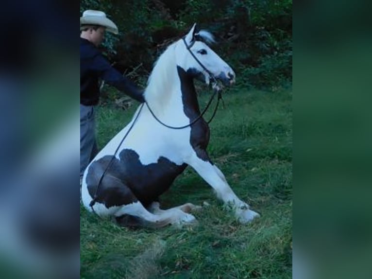 Cob Irlandese / Tinker / Gypsy Vanner Giumenta 6 Anni 130 cm in Apple Creek, OH